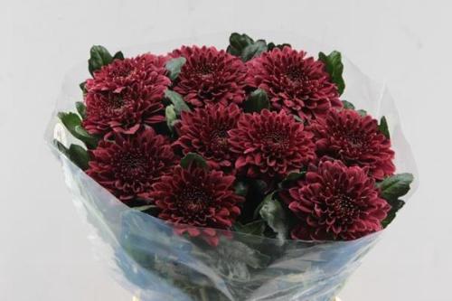 Chrysanthemum (Indicum Grp) Pip Red