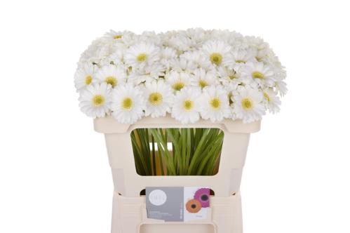 Gerbera mini Ringo