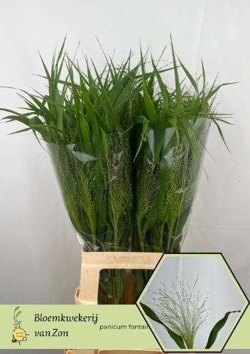 Panicum 'Fountain'
