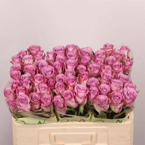 Rosa grootbloemig Thriller