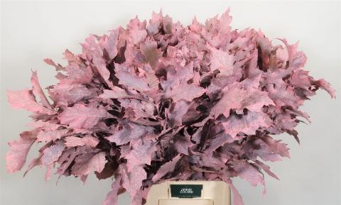 Quercus rubra kleurbehandeld H%