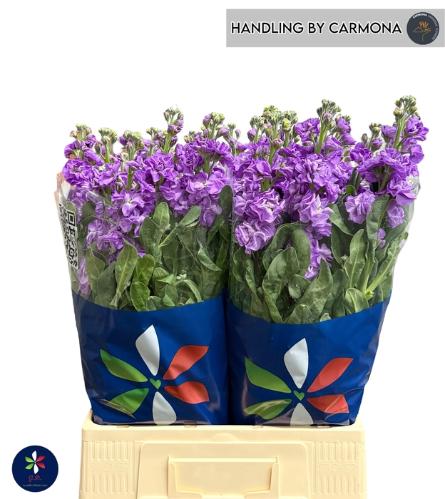 Matthiola incana 'Iron Blue'