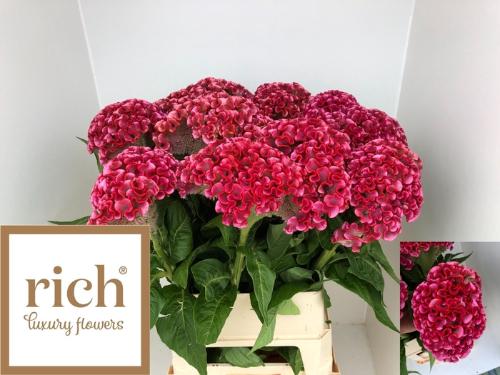 Celosia argentea (Cristata Grp) 'Unlimited Coral'