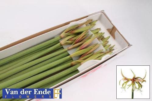 Hippeastrum Spider Grp 'Tarantula'