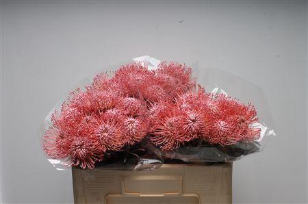 Leucospermum 'Naomi' kleurbehandeld H%