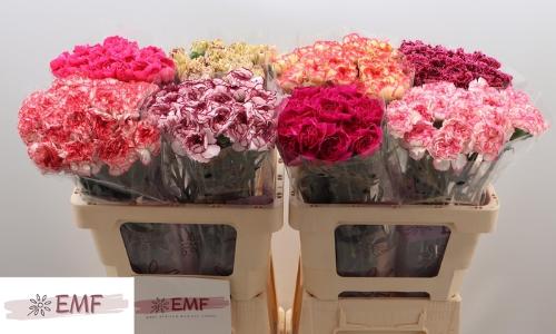 Dianthus standaard gemengd in fust