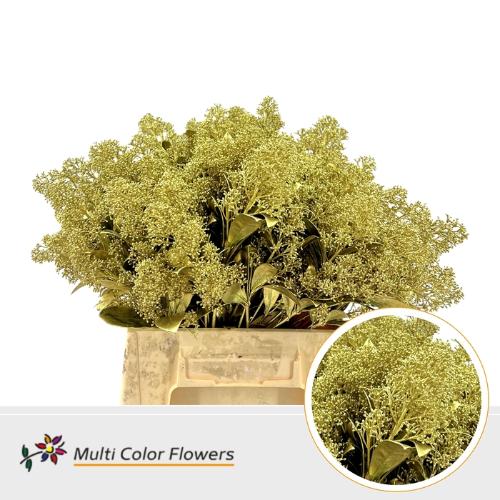 Skimmia per bos overig kleurbehandeld H%