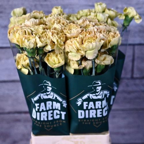 Dianthus standaard Mustard
