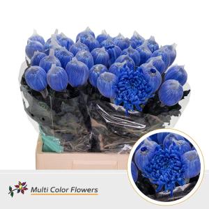 Chrysanthemum (Indicum Grp) geplozen Antonov kleurbehandeld H%