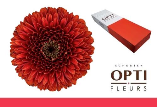 Gerbera mini bolvormig Pomponi Rizzo