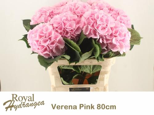 Hydrangea macrophylla 'Verena'