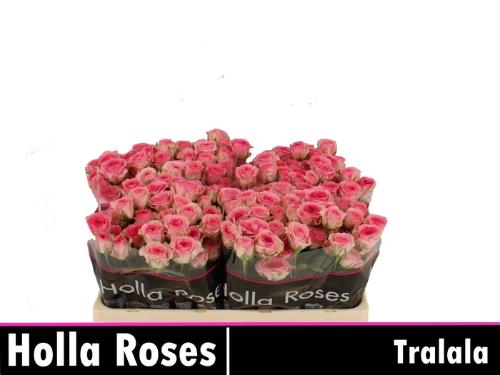 Rosa tros Tralala