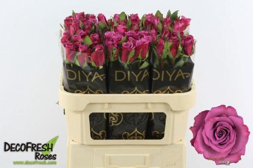 Rosa grootbloemig Violet Hill+