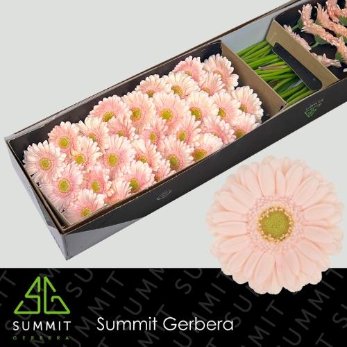Gerbera mini Alix-Noor