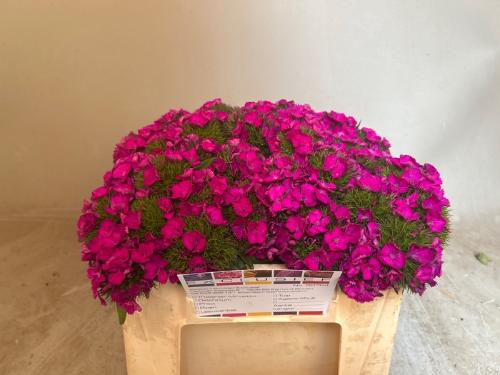 Dianthus barbatus Kiwi Fuchsia