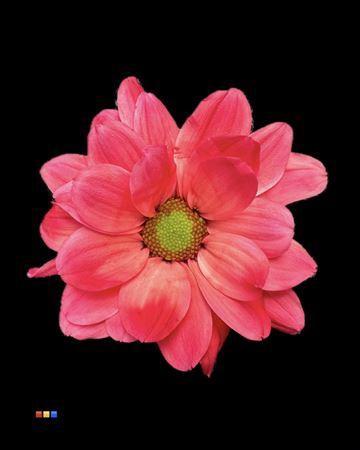 Chrysanthemum Indicum Grp tros kas kleurbehandeld H%