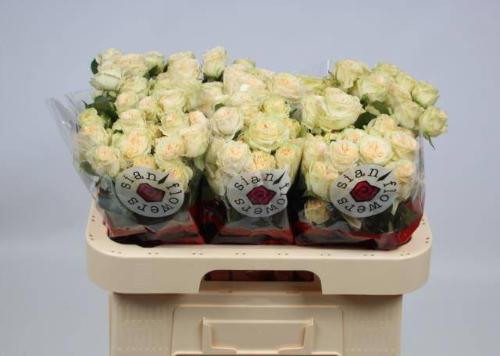 Rosa tros Summerrose