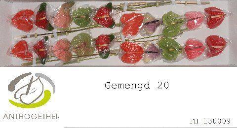 Anthurium Andreanum Grp gemengd