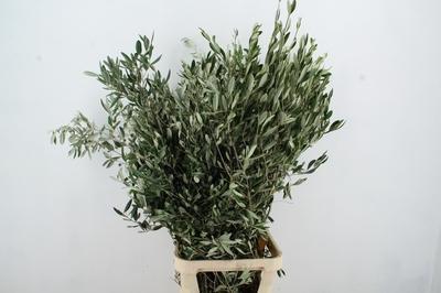 Olea europaea per bos
