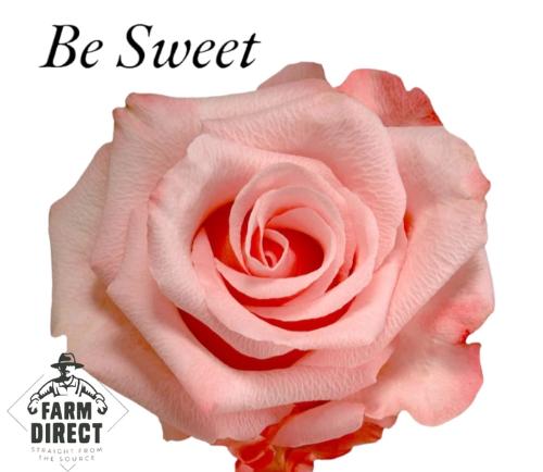 Rosa grootbloemig overig