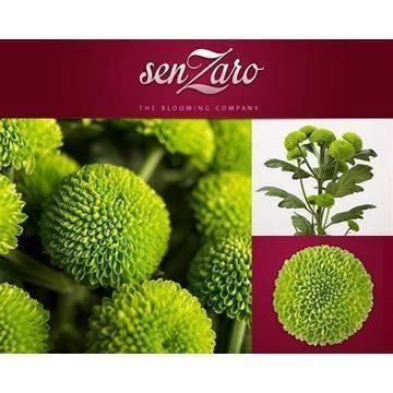 Chrysanthemum (Indicum Grp) tros Deligreen