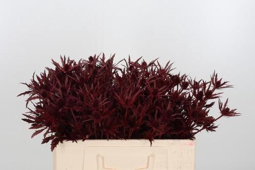 Eryngium planum kleurbehandeld H%