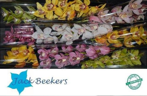 Cymbidium grootbloemig per tak gemengd