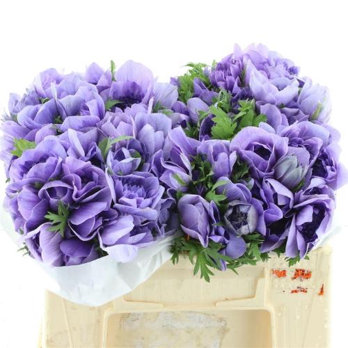 Anemone coronaria 'Mistral Plus Azzurro'