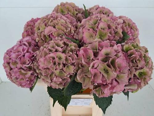 Hydrangea macrophylla Royal Palace (classic)