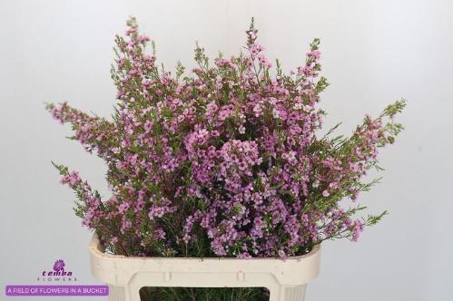 Chamelaucium uncinatum 'Kerryn'