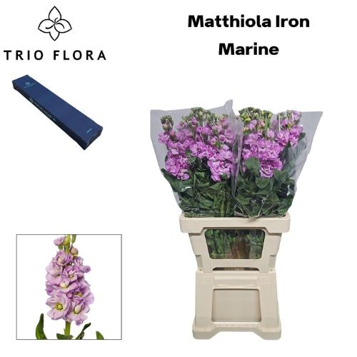 Matthiola incana 'Iron Marine'