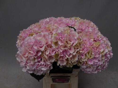 Hydrangea macrophylla 'Verena' (classic)