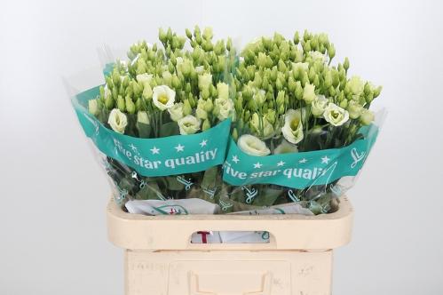 Eustoma russellianum gevuldbloemig 'Rosita Green'