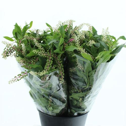 Phytolacca americana