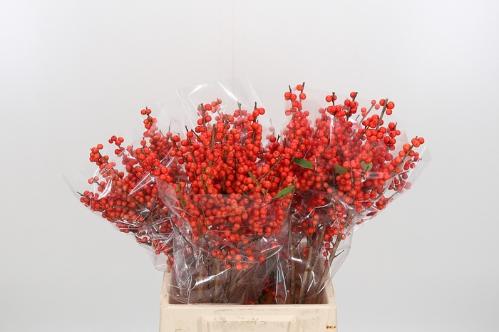 Ilex verticillata Magical Times