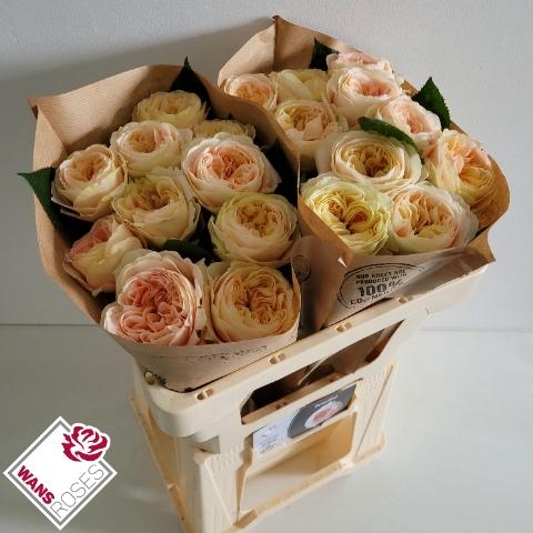 Rosa grootbloemig Priscilla!