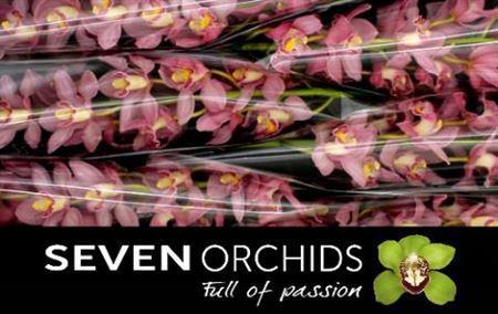 Cymbidium grootbloemig 'Traffic'