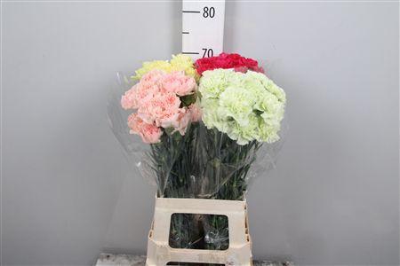 Dianthus standaard gemengd