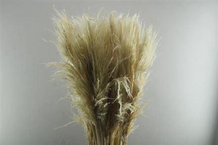Cortaderia selloana 'Evita'