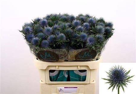 Eryngium planum Magnetar Questar