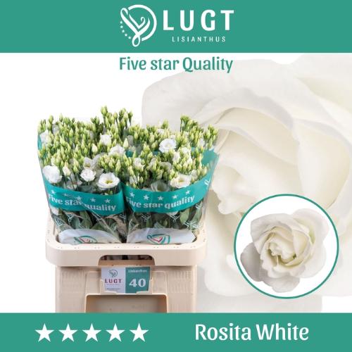 Eustoma russellianum gevuldbloemig 'Rosita White'