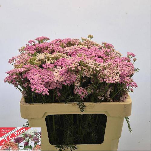 Achillea millefolium 'Lilac Beauty'