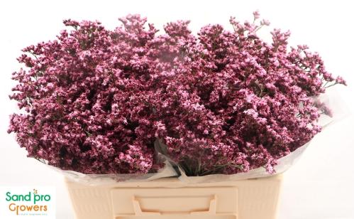 Limonium sinense Silvery Pink