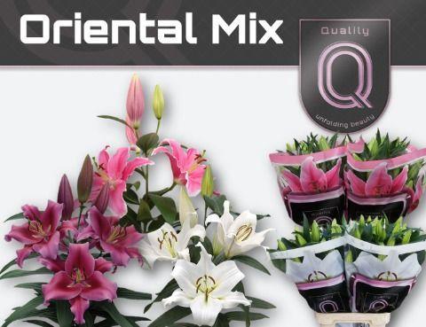 Lilium Oriental Grp gemengd in fust