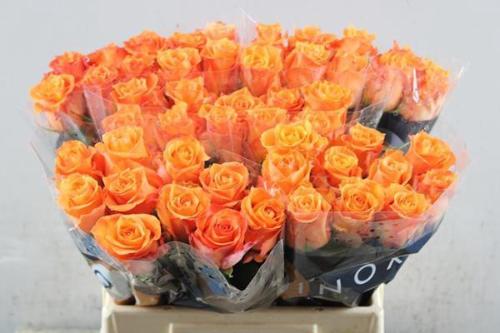 Rosa grootbloemig Twilight