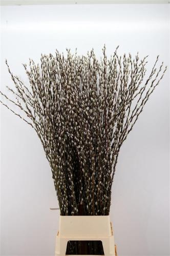 Salix Wilgenkatjes