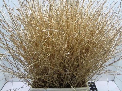 Betula kleurbehandeld H%