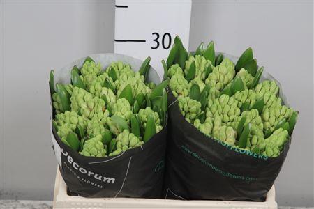 Hyacinthus orientalis 'Fondant'