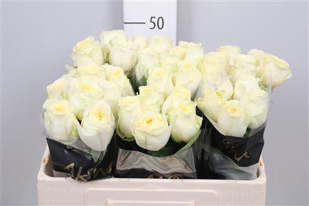 Rosa grootbloemig Buttercup