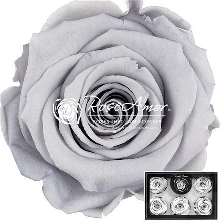 Rosa grootbloemig kleurbehandeld H%
